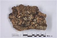 藏品(亞廣開梅衣)的圖片